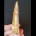 8.1 cm very large light brown tooth of Carcharodontosaurus