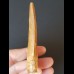 8.1 cm very large light brown tooth of Carcharodontosaurus