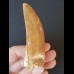 8.1 cm very large light brown tooth of Carcharodontosaurus