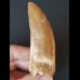 8.1 cm very large light brown tooth of Carcharodontosaurus