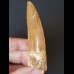 8.1 cm very large light brown tooth of Carcharodontosaurus