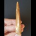 8.1 cm very large light brown tooth of Carcharodontosaurus