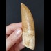 8.9 cm impressively large tooth of the Carcharodontosaurus