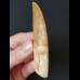 8.9 cm impressively large tooth of the Carcharodontosaurus