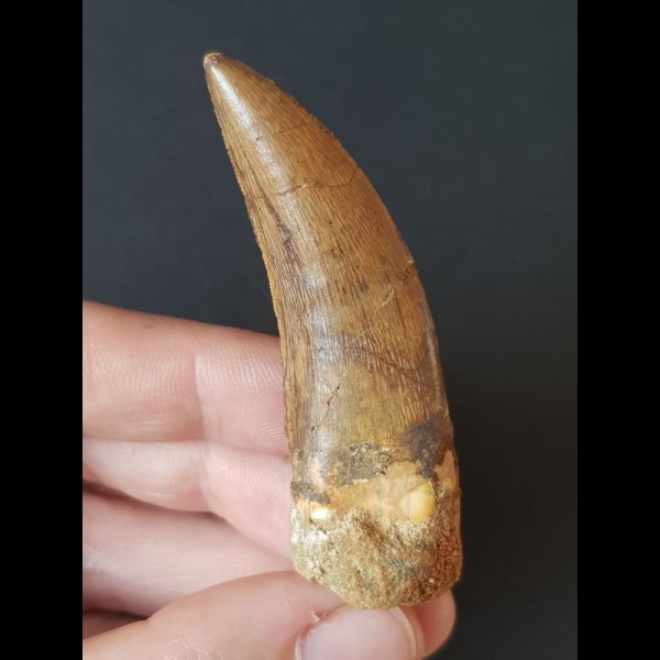 6.8 cm sharp tooth of the Carcharodontosaurus