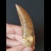 6.8 cm sharp tooth of the Carcharodontosaurus