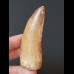 8.0 cm wide tooth of the Carcharodontosaurus