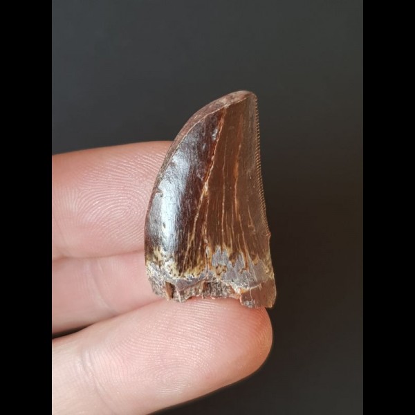 2.9 cm dark tooth of the Carcharodontosaurus