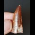 3.4 cm tooth of the Carcharodontosaurus