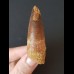 6.2 cm tooth of the Spinosaurus