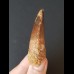 6.2 cm tooth of the Spinosaurus