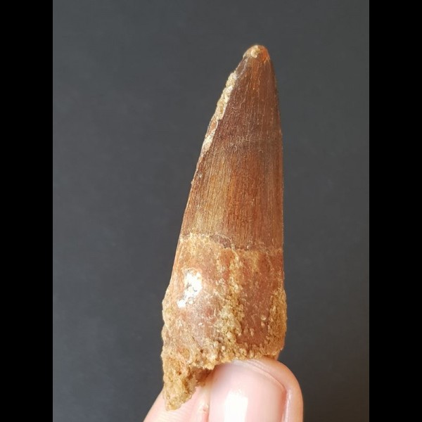 6.2 cm tooth of the Spinosaurus