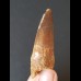 6.2 cm tooth of the Spinosaurus