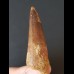 6.2 cm tooth of the Spinosaurus