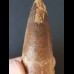 6.2 cm tooth of the Spinosaurus