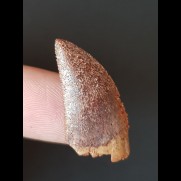 2.7 cm tooth of Deltadromeus agilis
