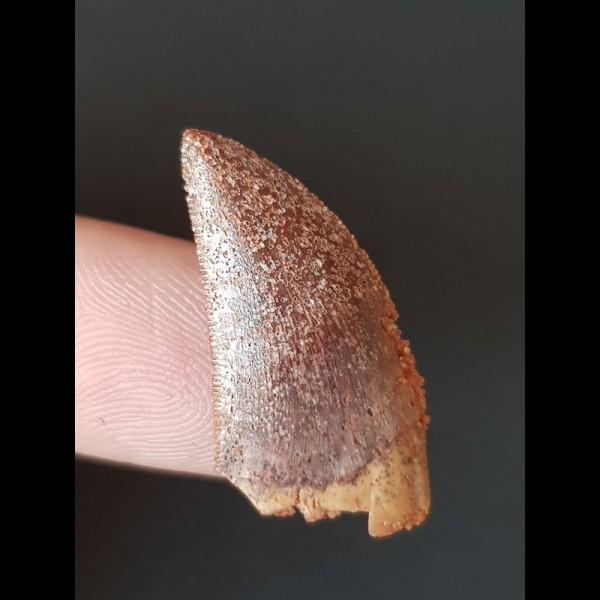 2,7 cm Zahn des Deltadromeus agilis