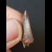 2.3 cm tooth of Deltadromeus agilis