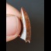 2.3 cm tooth of Deltadromeus agilis