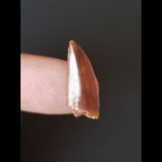 1.8 cm large sharp tooth of Deltadromeus agilis