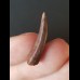 2.2 cm tooth of Siroccopteryx moroccensis