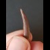 2.2 cm tooth of Siroccopteryx moroccensis