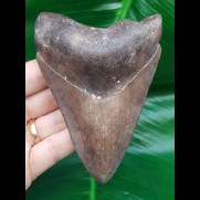 11.0 cm tooth of the Megalodon from the USA