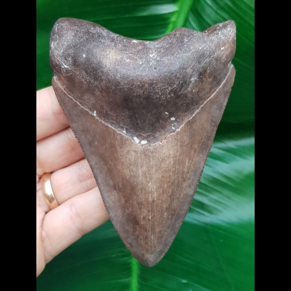 11,0 cm Zahn des Megalodon aus den USA