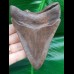 11,0 cm Zahn des Megalodon aus den USA