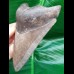 11,0 cm Zahn des Megalodon aus den USA