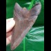 11.0 cm tooth of the Megalodon from the USA