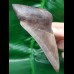 11.0 cm tooth of the Megalodon from the USA