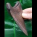 11.0 cm tooth of the Megalodon from the USA