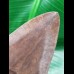 11,0 cm Zahn des Megalodon aus den USA