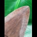 11.0 cm tooth of the Megalodon from the USA
