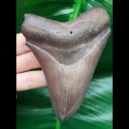10.4 cm large tooth of the Megalodon with grey enamel