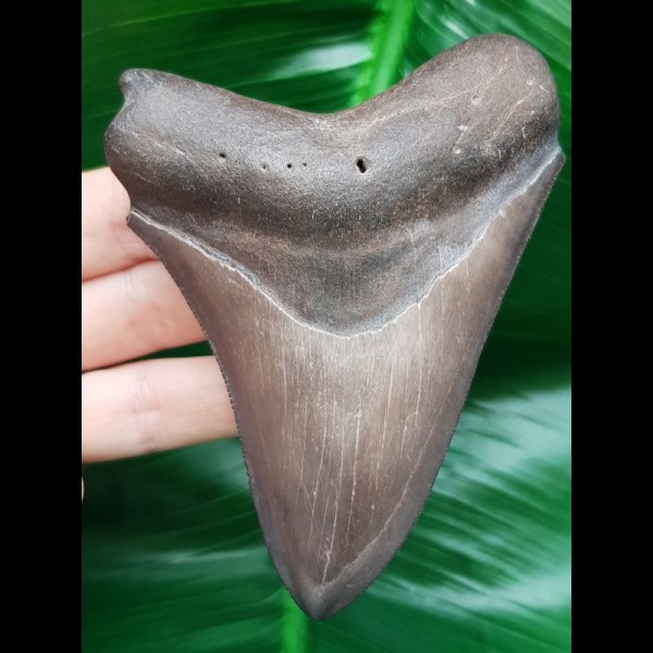 10,4 cm großer Zahn des Megalodon mit grauem Zahnschmelz