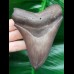 10,4 cm großer Zahn des Megalodon mit grauem Zahnschmelz