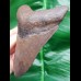 11,3 cm großer brauner Zahn des Megalodon aus den USA