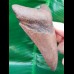 11,3 cm großer brauner Zahn des Megalodon aus den USA