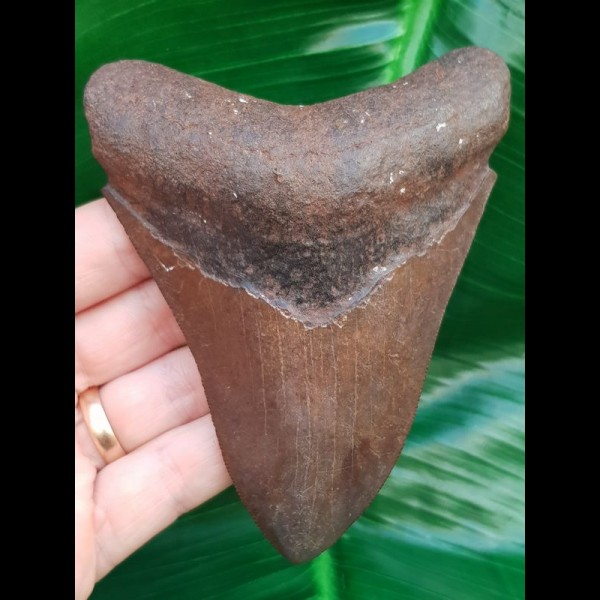 11,3 cm großer brauner Zahn des Megalodon aus den USA