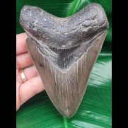 12.1 cm sharp tooth of the Megalodon with wide bourelette