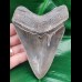 12.1 cm sharp tooth of the Megalodon with wide bourelette
