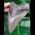 12.1 cm sharp tooth of the Megalodon with wide bourelette