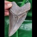 12.1 cm sharp tooth of the Megalodon with wide bourelette