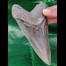 12.1 cm sharp tooth of the Megalodon with wide bourelette