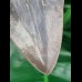 12.1 cm sharp tooth of the Megalodon with wide bourelette