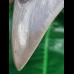12.1 cm sharp tooth of the Megalodon with wide bourelette
