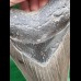 12.1 cm sharp tooth of the Megalodon with wide bourelette