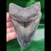 11.0 cm razor-sharp tooth of the Megalodon